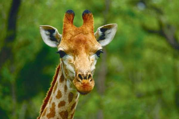 Hluhluwe Game Drive Safari - Giraffe
