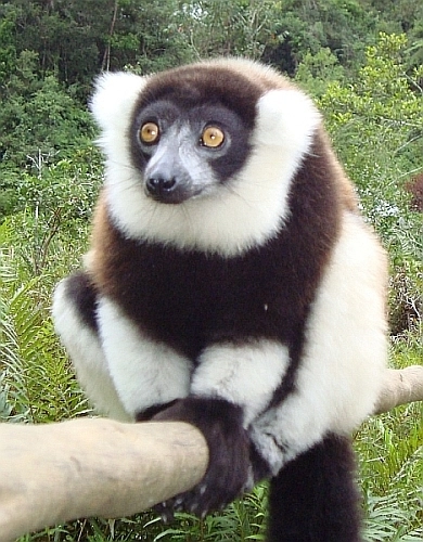 Madagascar Indri Lemur