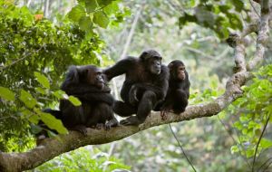 Mahale Mountains National Park - Chimpanzee