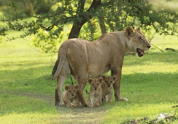 Azura Selous lioness and cubs