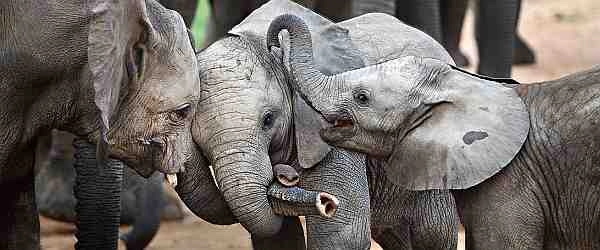 Elephants - Kruger Safari