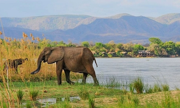 Royal Zambezi Lodge with elephants