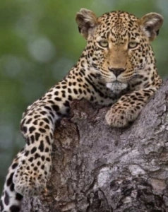 The Sabi Sand Game Reserve is reknown for it's leopards sightings