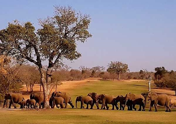 Elephants on Skukuza Golf Club course