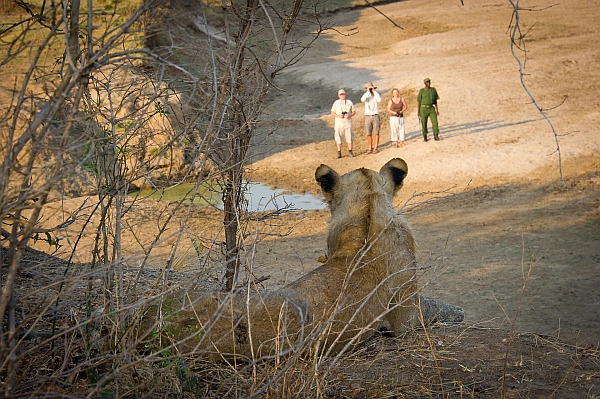 Lion Camp, South Luangwa Walking Safari