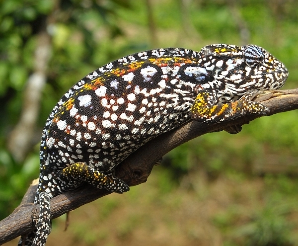 Chameleon at Ranomafana