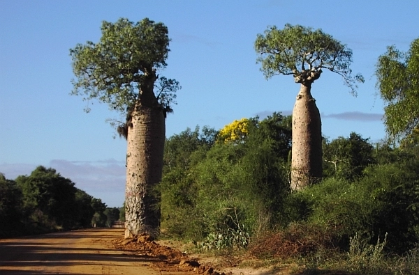 Ifaty Baobab Ifaty