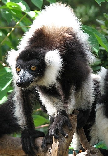 Indri Indri Andasibe