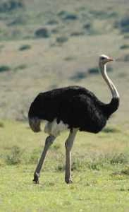 Oudtshoorn is the ostrich capital