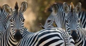 Kruger Safari - Zebra