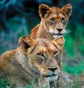 Kruger safari - Lions