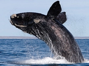Incredible Whale sightings in the Cape