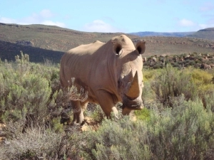 Rhino at Aquila Game Reserve