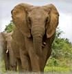 Addo Elephant Park safari
