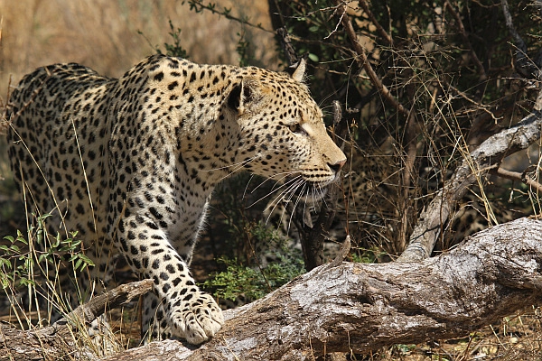 Etosha safari leopard