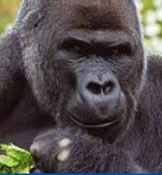 Gorilla Safari in Uganda