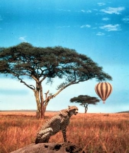 Hot Air Balloon Safari with Cheetah