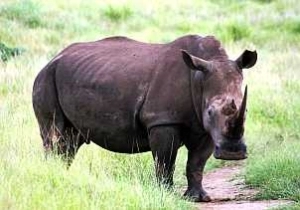 Kruger safari - Rhino