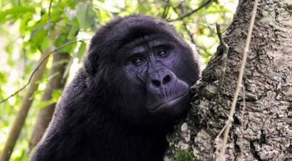 Gorilla Safari in Uganda