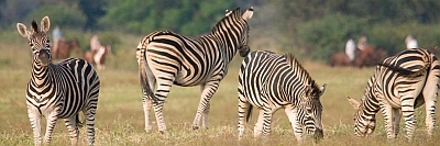 Safari Horse Riding with Zebra
