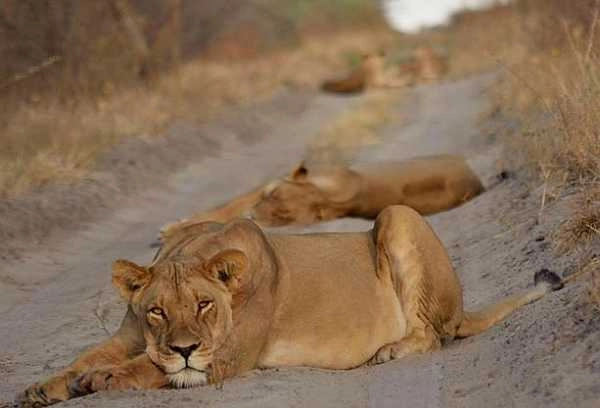 Central Kalahari lions