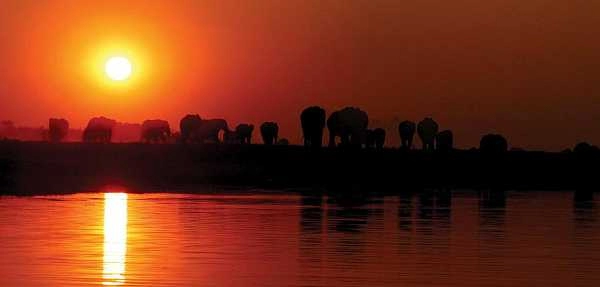 Chobe Elephants at sunset