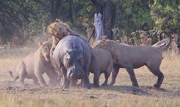 Lions take on hippo