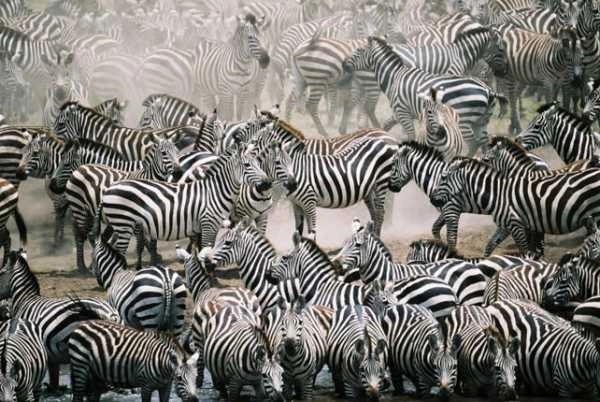 Zebra migration in Botswana