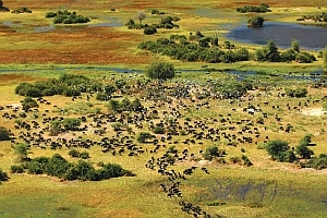 Botswana Migration