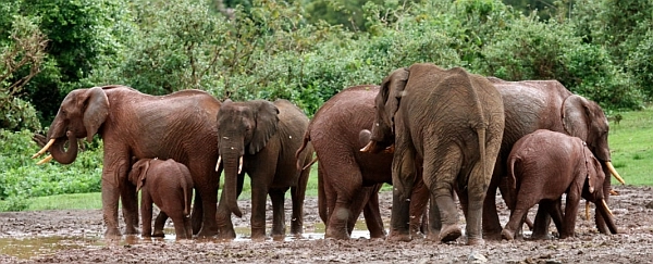 Aberdare National Park elephants