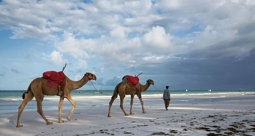 Camels on Diani beach