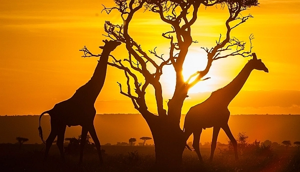 Kenya safari - giraffe in the sunset