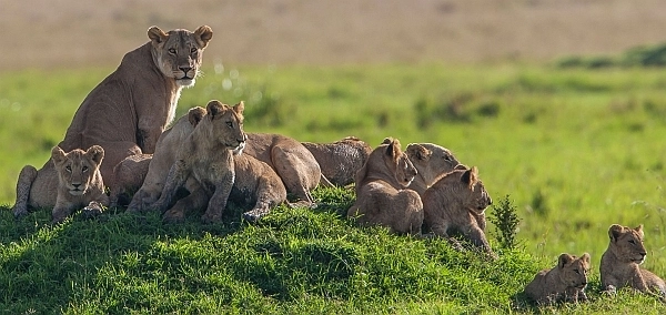 Kenya safari - lions