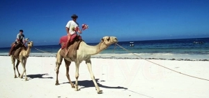 Camel rides on the beach in Mombasa