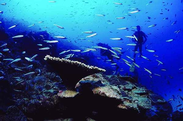 Rodrigues Island diving