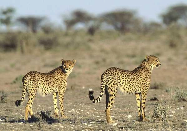 Etosha Safari - cheetah pair