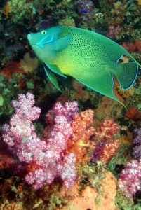Diving in the Seychelles - Angel Fish