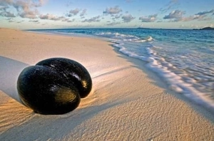 The famous Coco de Mer washed up on faraway beaches long before Seychelles was first discovered