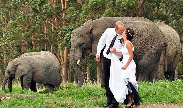 Get Married with Elephants at Knysna Elephant Park