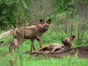 Wild Dogs at Madikwe Game Reserve