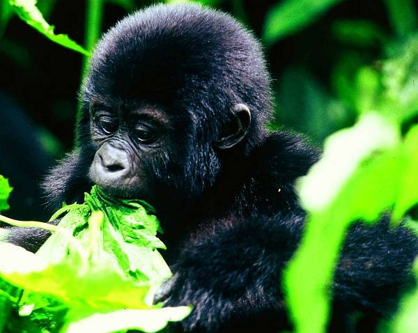 Baby Gorilla - Uganda Gorilla safari