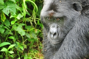 Bwindi Gorilla