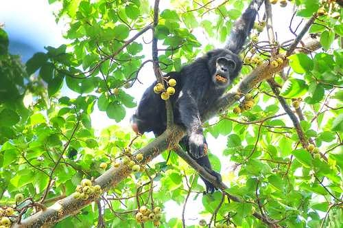 Kibale National Park chimp