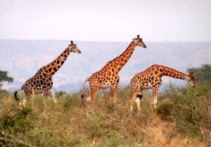 Murchison Falls safari - Giraffe
