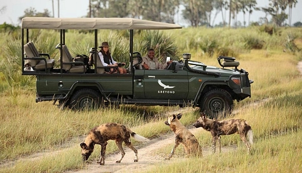 Nxabega Okavango Tented Camp wild dog on safari
