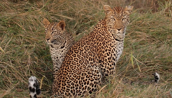 Sandibe Okavango Safari Lodge leopard on safari