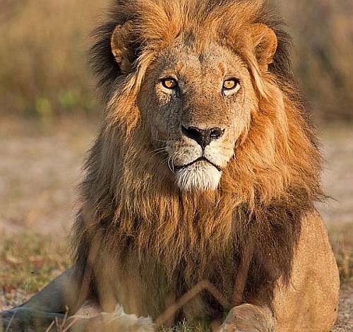 Lion -  Masai Mara safari
