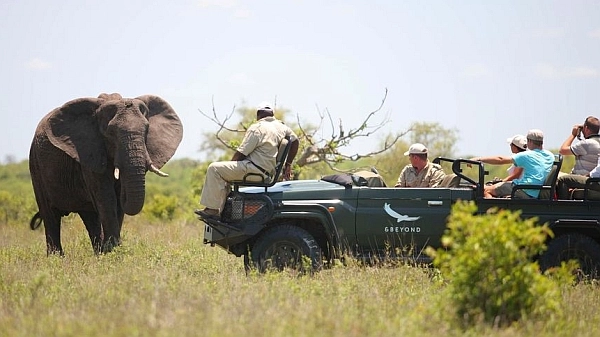 Ngala Tented Camp - Kruger safari