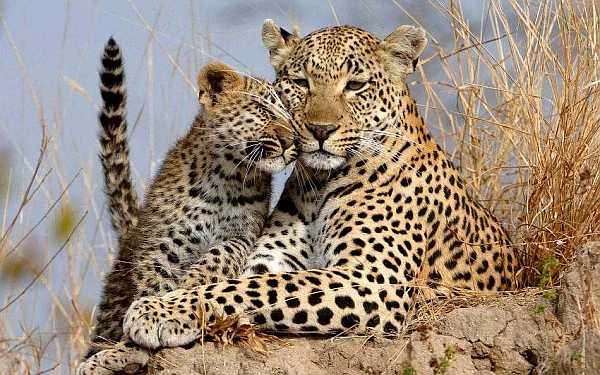 andBeyond Phinda leopard love on safari