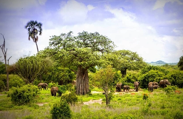Elephant herd in Ruaha National Park
